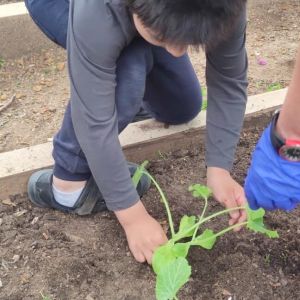 TORNEM A PLANTAR A L'HORT